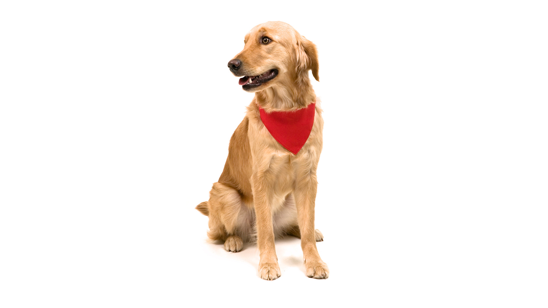 Miniature 5 pour Collier Bandana Kikiko - personnalisable