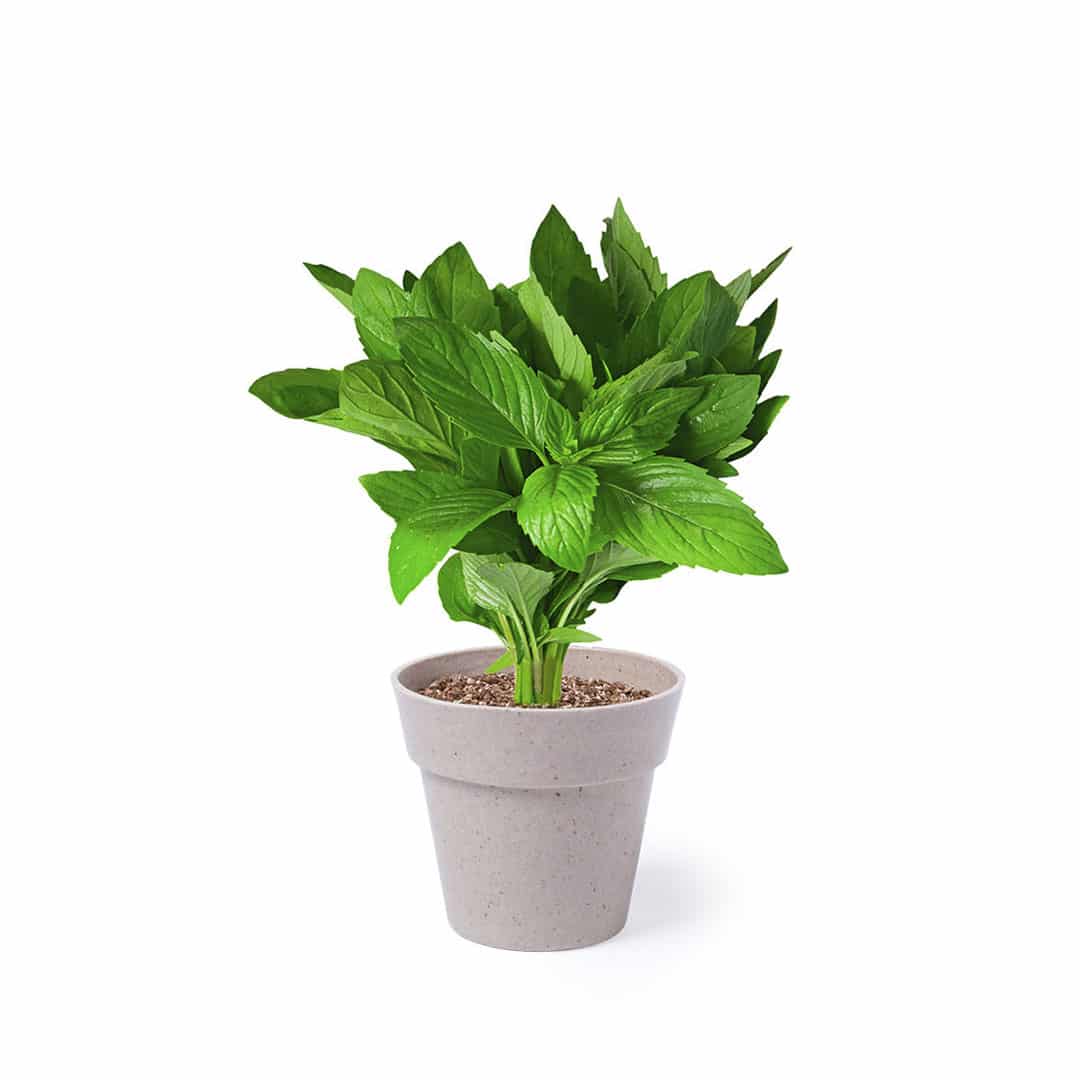 Miniature 3 pour Set Pot de Fleurs Hinunudu - personnalisable