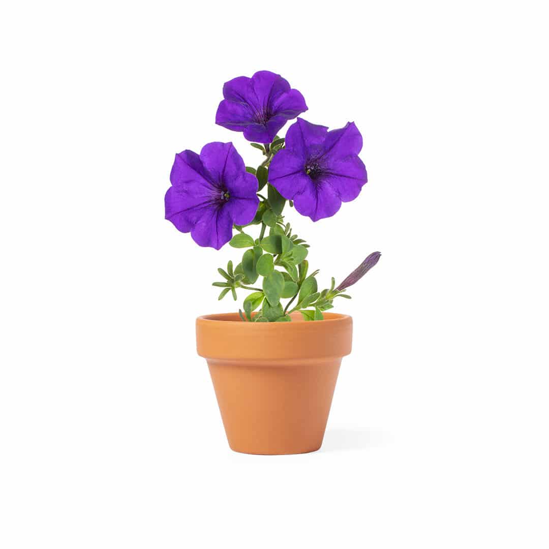 Miniature 1 pour Pot de Fleurs Jebojuku - personnalisable