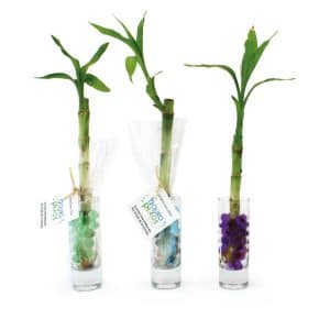 Visuel Canne chinoise en vase
