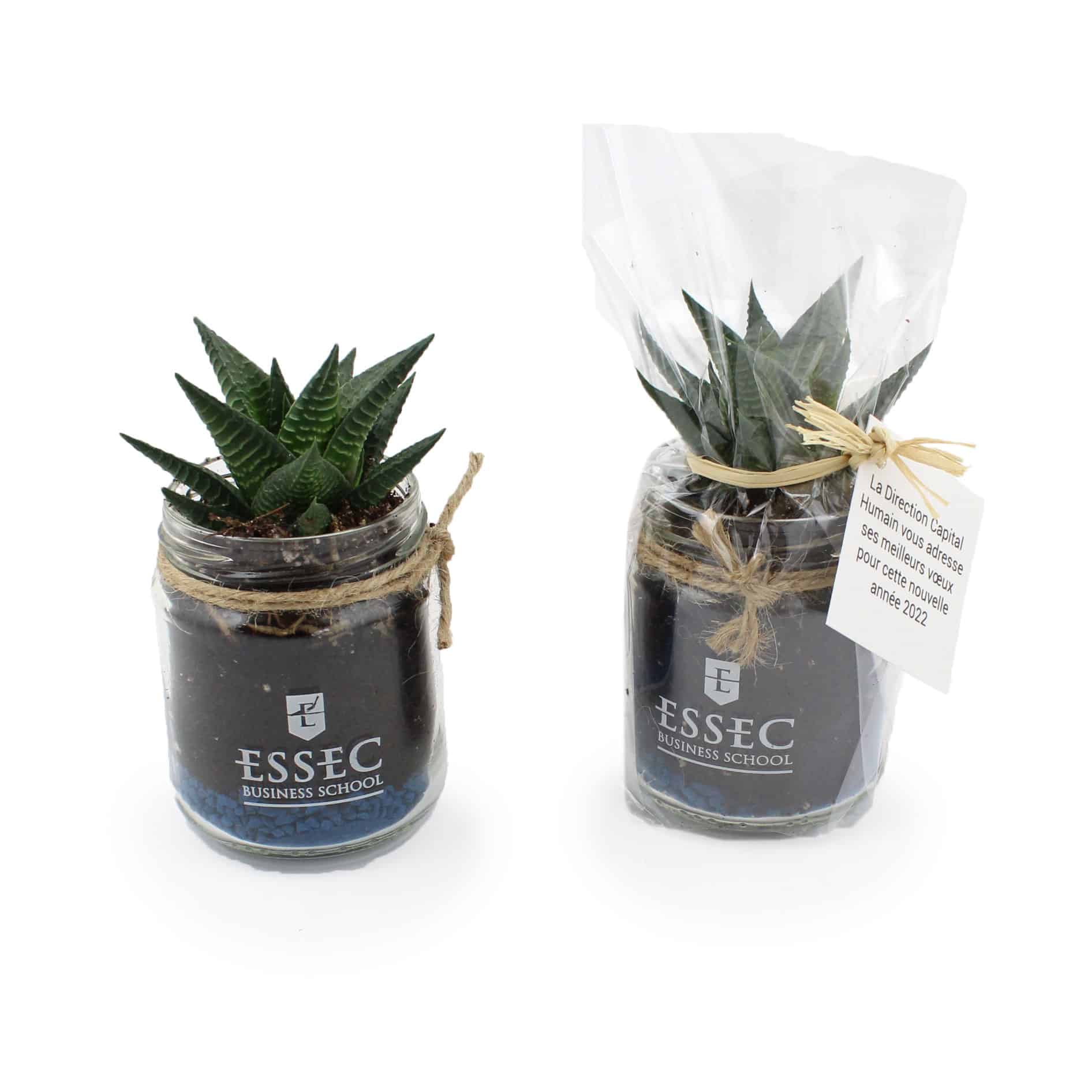 Miniature 2 pour Plante en bocal
