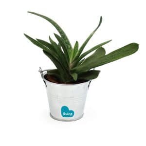 Visuel Mini plante dépolluante en pot zinc