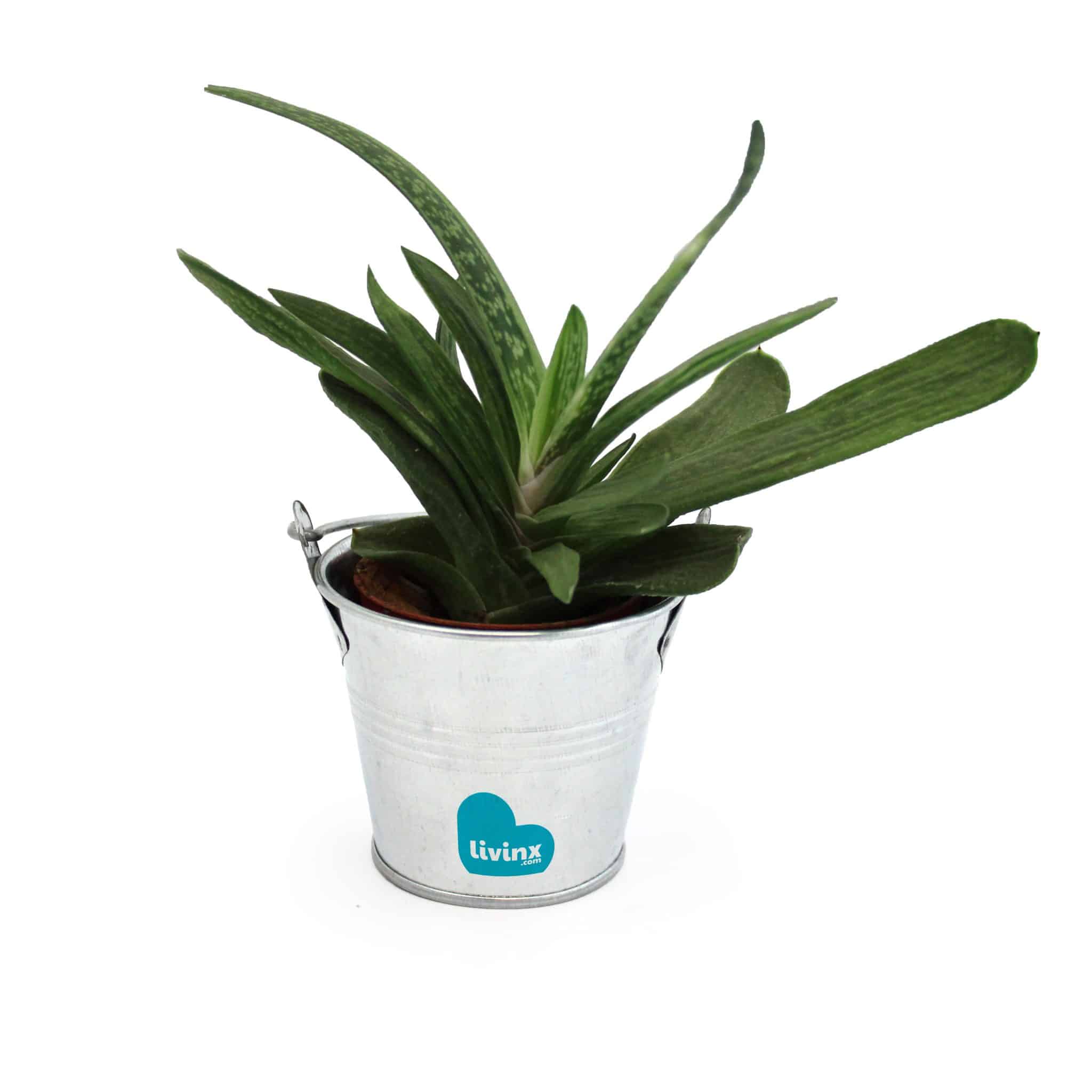 Miniature 1 pour Mini plante dépolluante en pot zinc