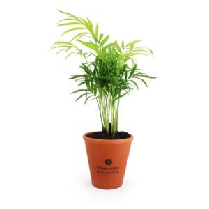 Visuel Mini plante dépolluante en pot terre cuite