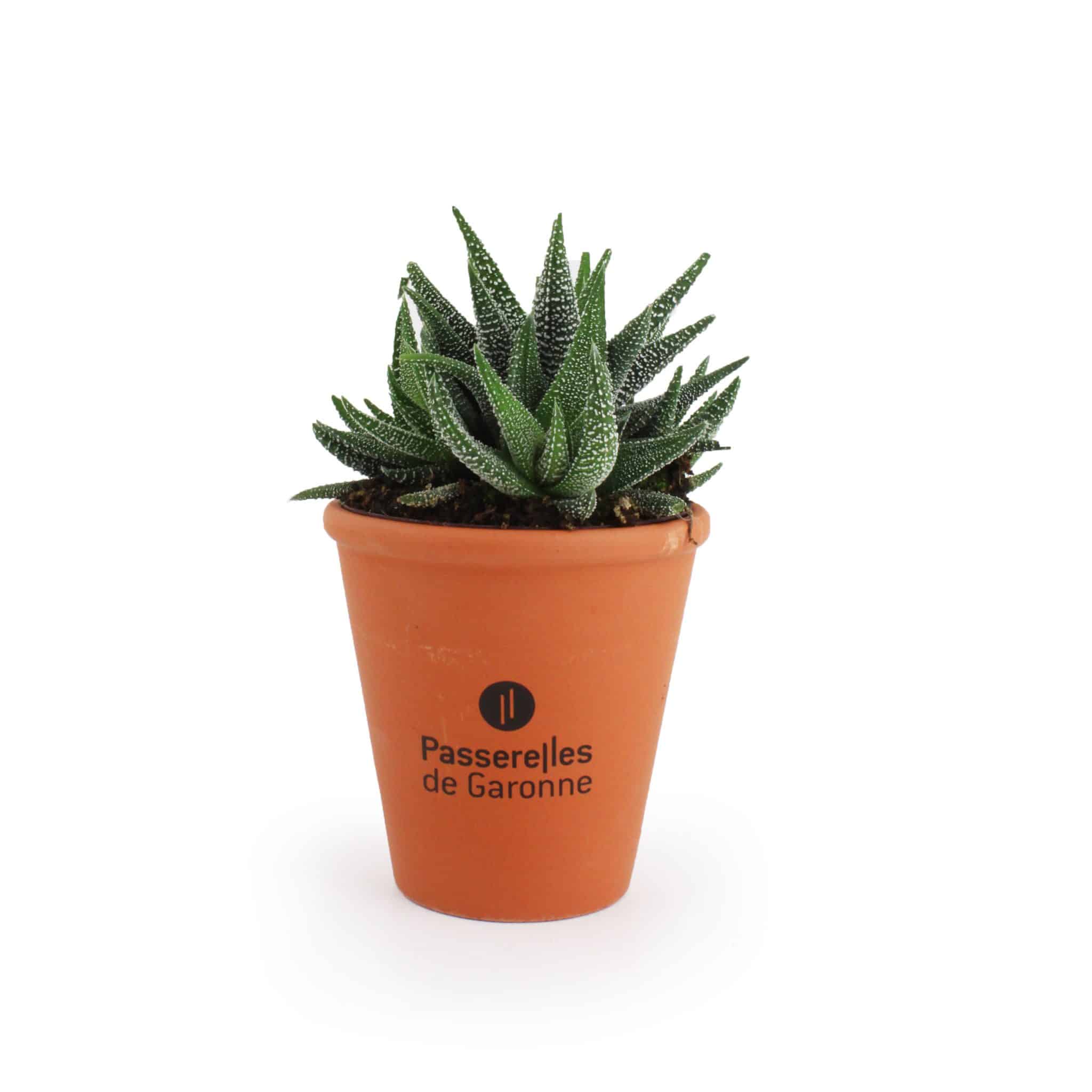 Miniature 2 pour Plante dépolluante en pot terre cuite