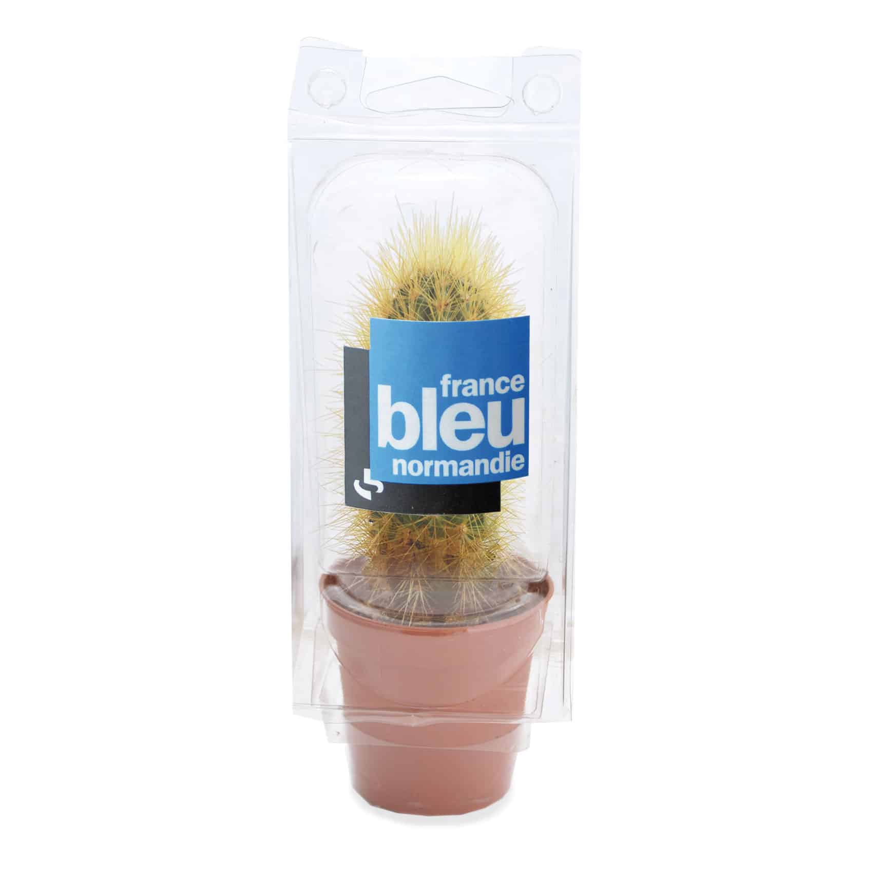 Miniature 1 pour Mini serre 1 pot cactus
