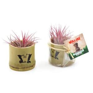 Visuel Tillandsia en pot bambou