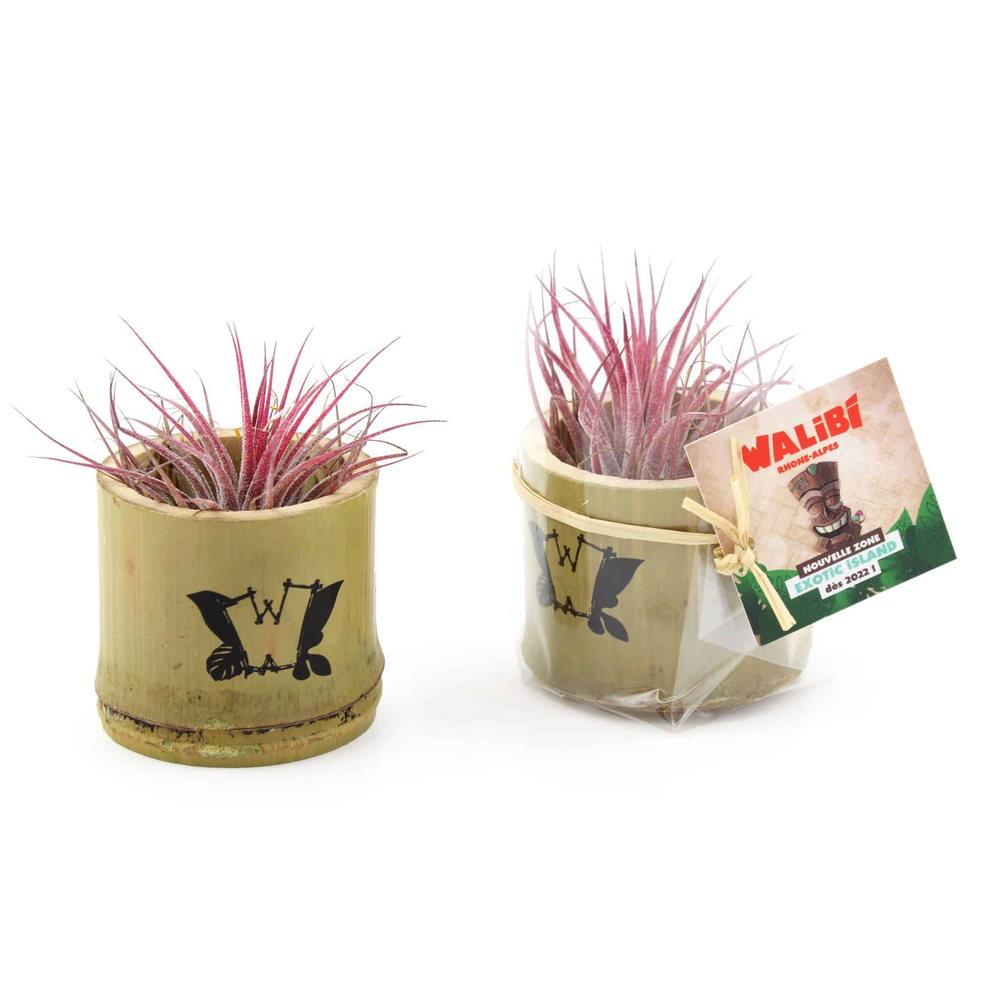 Miniature 1 pour Tillandsia en pot bambou