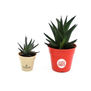Visuel Plante déco en pot Ecolo