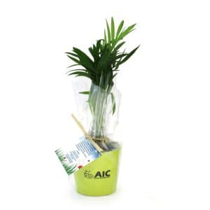 Visuel Mini plante dépolluante en pot ceramique