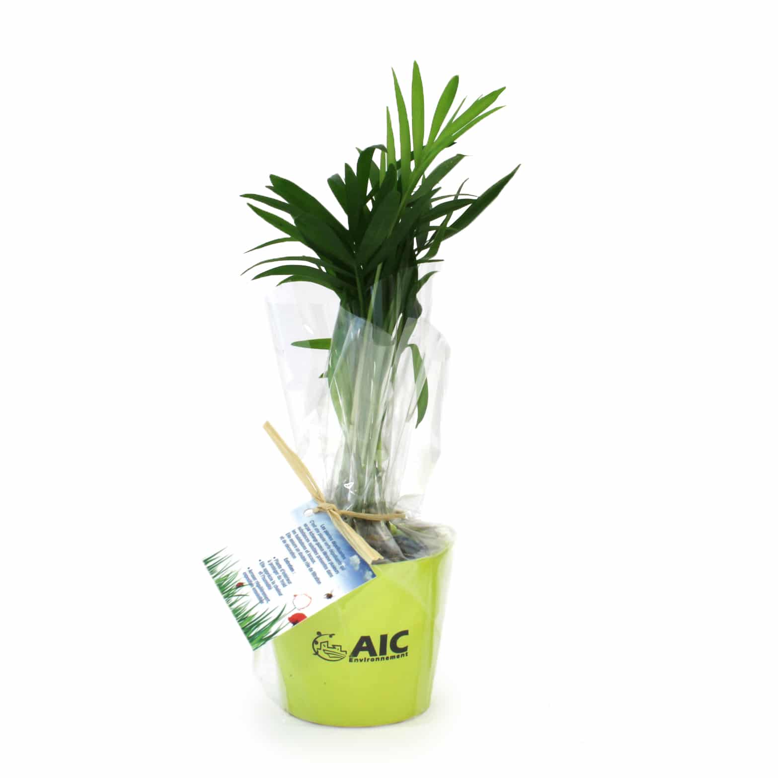 Miniature 1 pour Mini plante dépolluante en pot ceramique