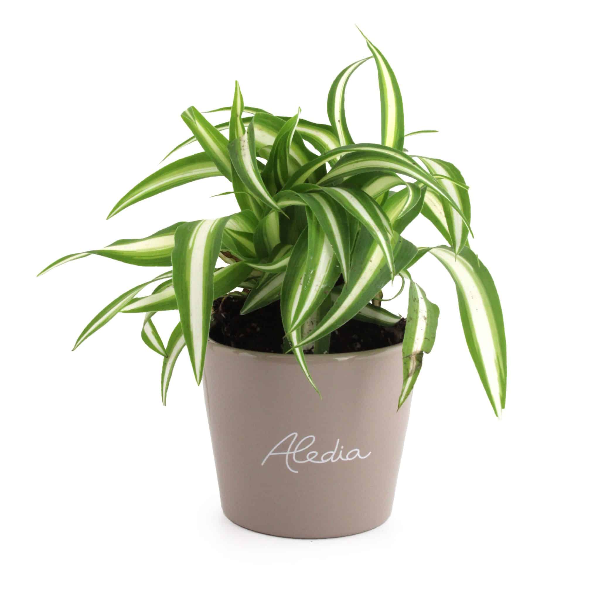 Miniature 2 pour Mini plante dépolluante en pot ceramique