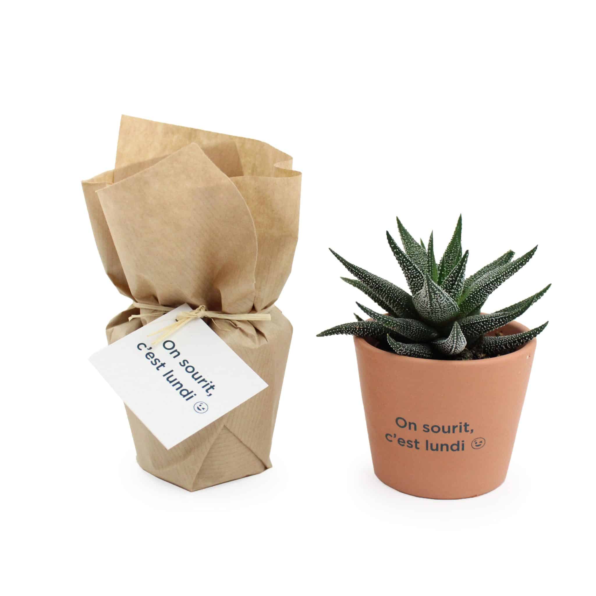 Miniature 3 pour Mini plante dépolluante en pot ceramique