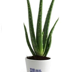 Visuel Plant Aloé Vera