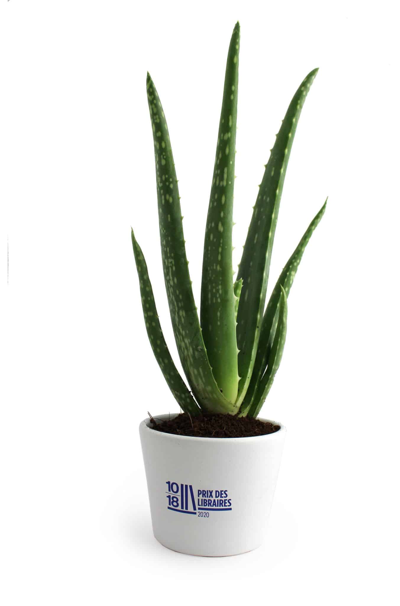 Miniature 1 pour Plant Aloé Vera