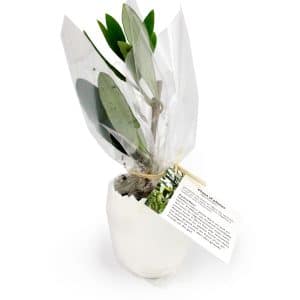 Visuel L'oeuf Mini Plant Arbre