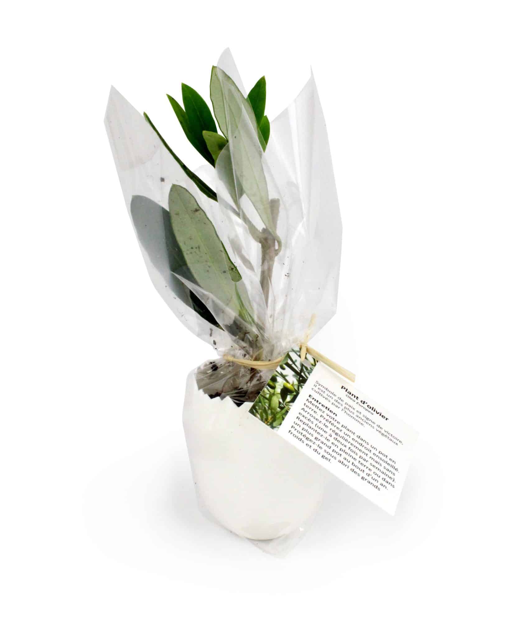 Miniature 1 pour L'oeuf Mini Plant Arbre