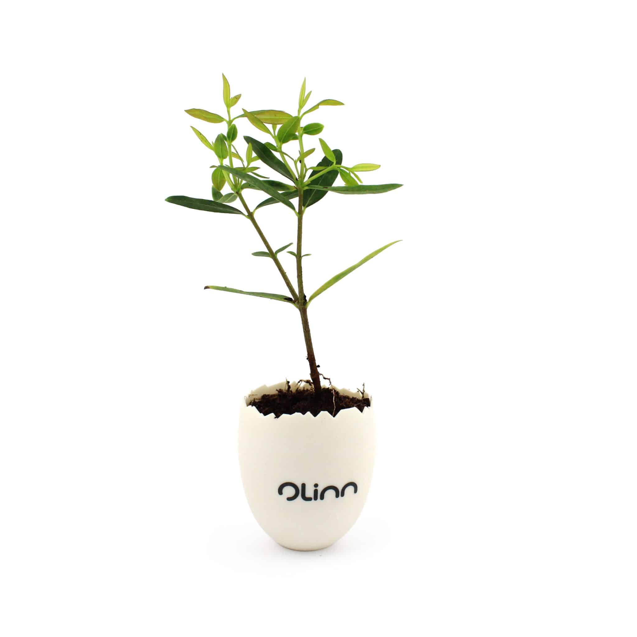 Miniature 2 pour L'oeuf Mini Plant Arbre
