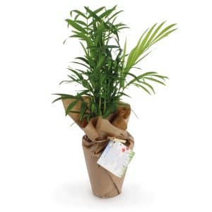 Visuel Plante dépolluante 100% écolo