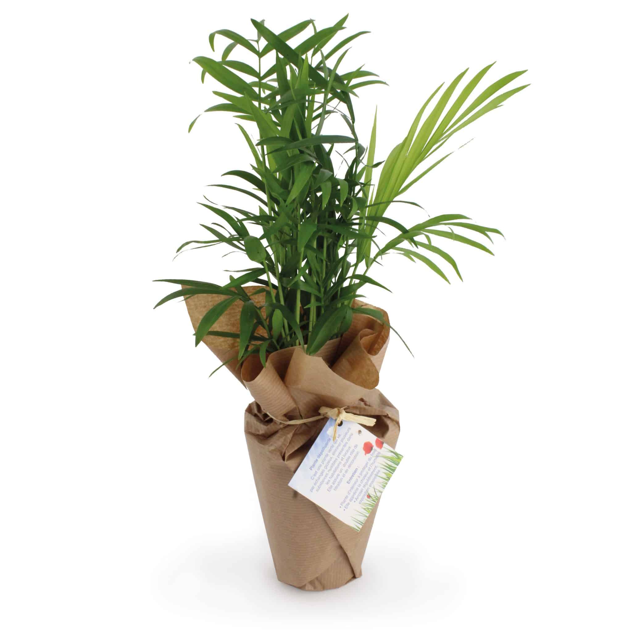 Miniature 1 pour Plante dépolluante 100% écolo
