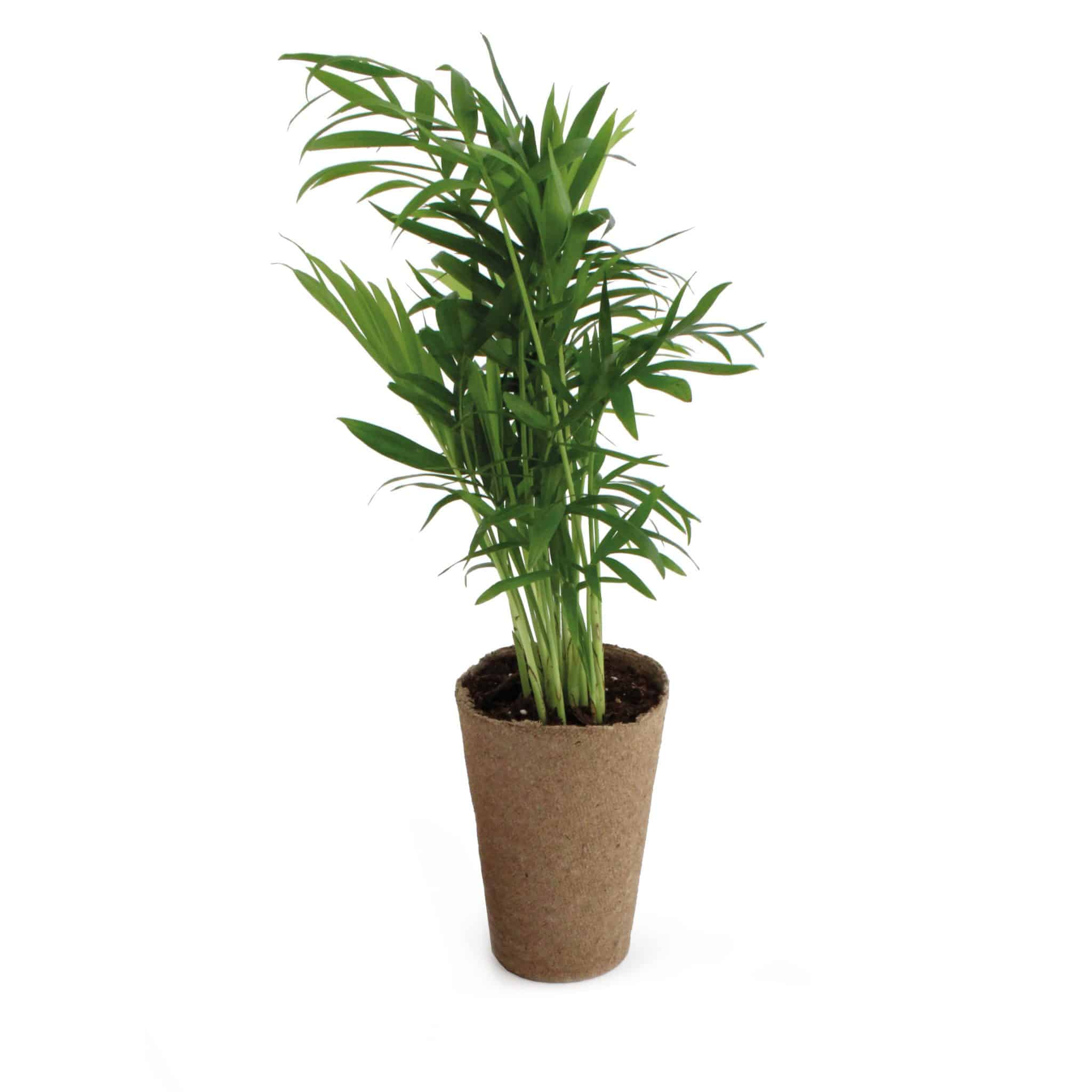 Miniature 2 pour Plante dépolluante 100% écolo