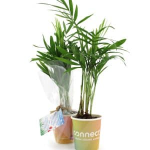 Visuel Petit pot carton plante