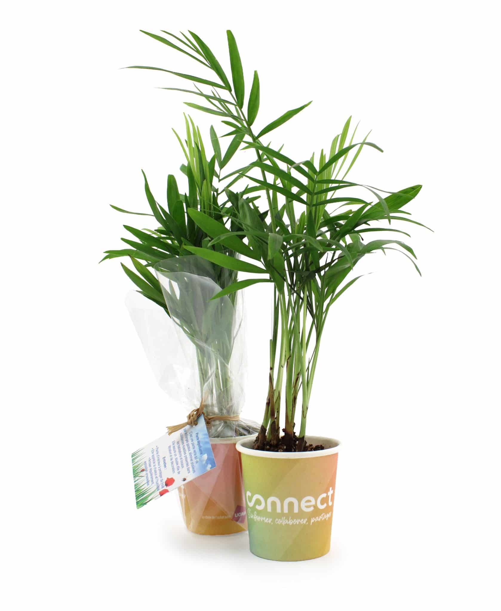 Miniature 1 pour Petit pot carton plante