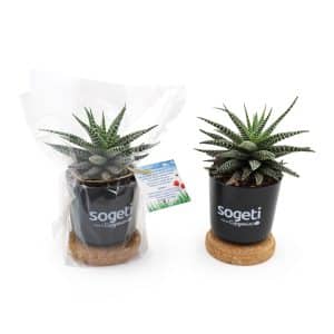 Visuel Plante dépolluante en Pot Bambou + soucoupe liège