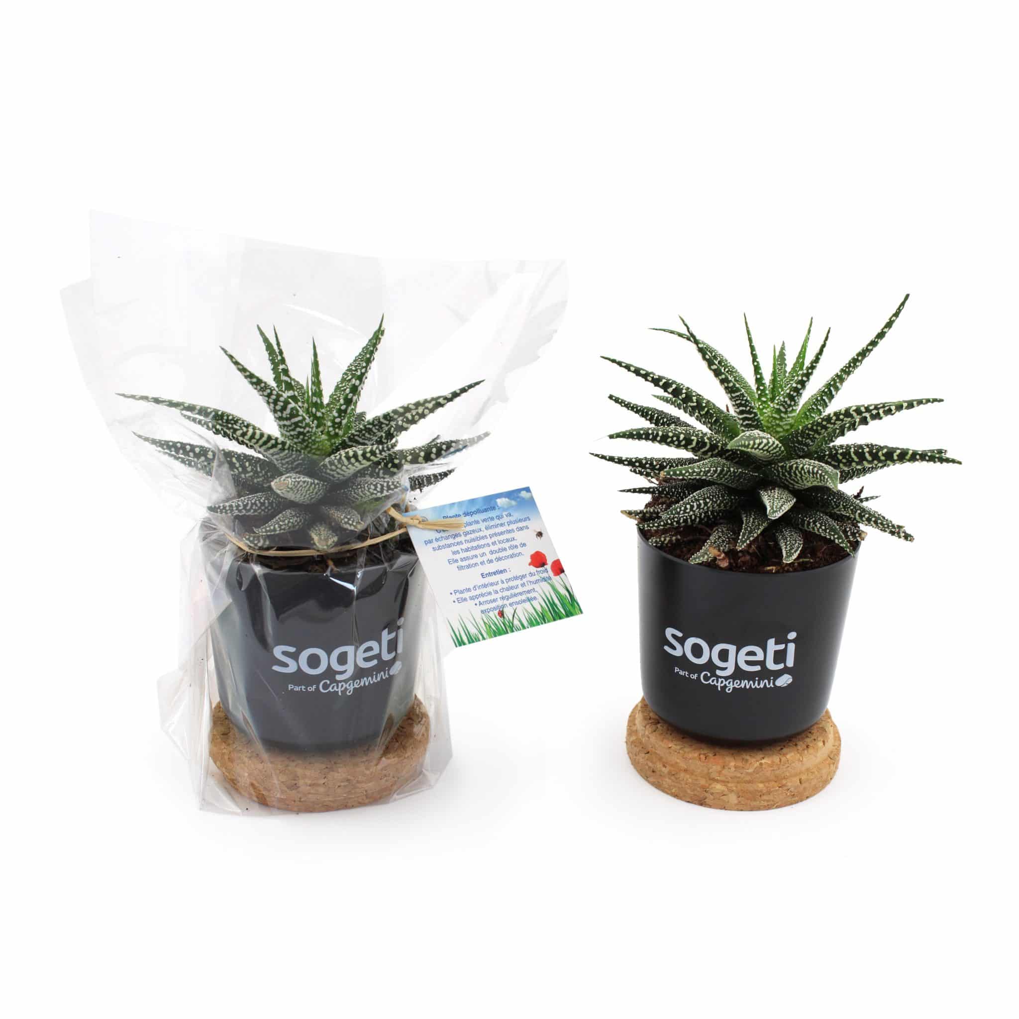 Miniature 1 pour Plante dépolluante en Pot Bambou + soucoupe liège