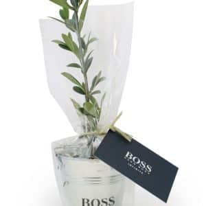 Visuel Plant d'arbre en pot zinc - Feuillus
