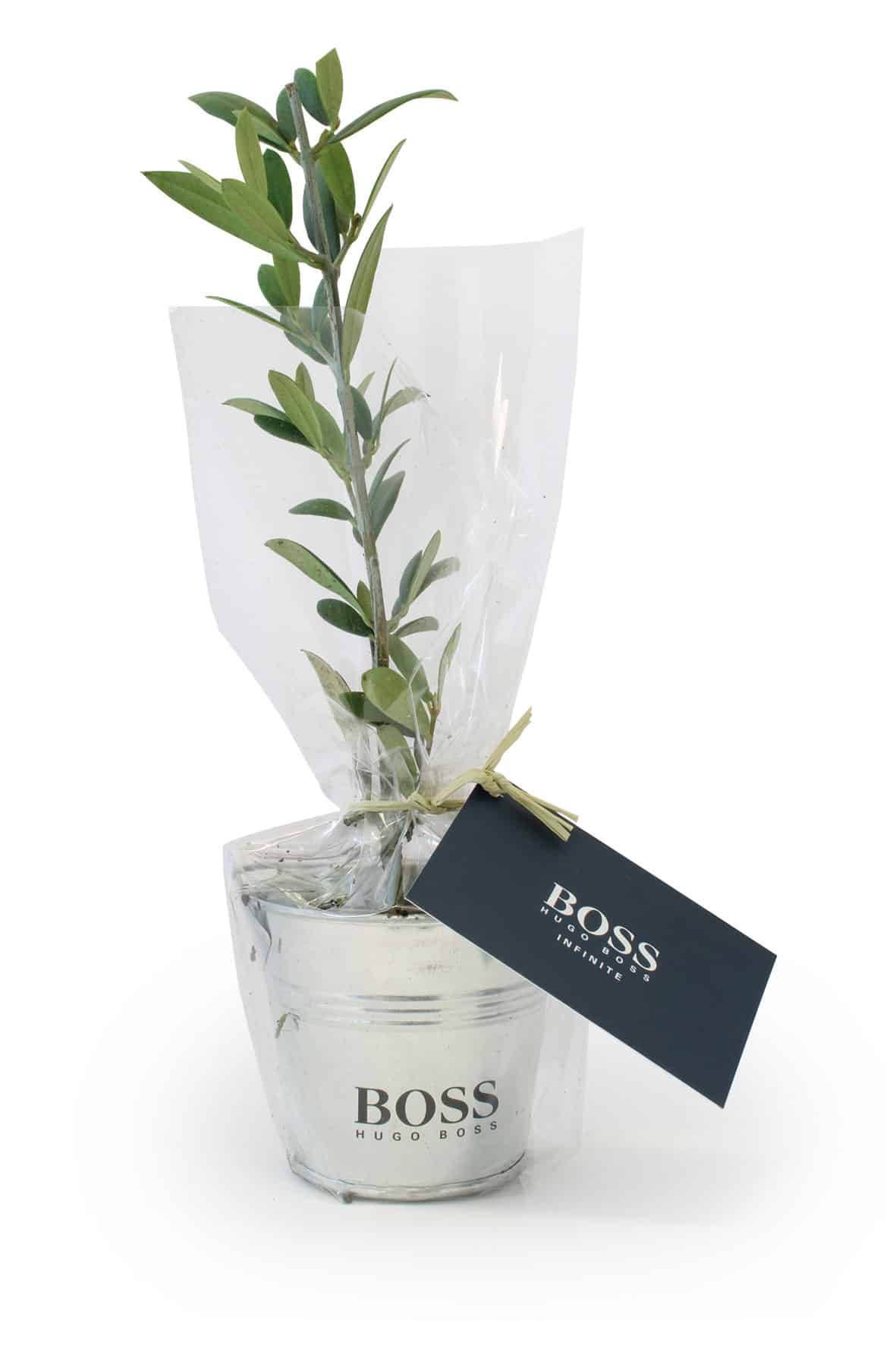 Miniature 1 pour Plant d'arbre en pot zinc - Prestige