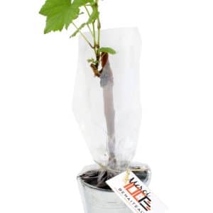 Visuel Plant de vigne en pot
