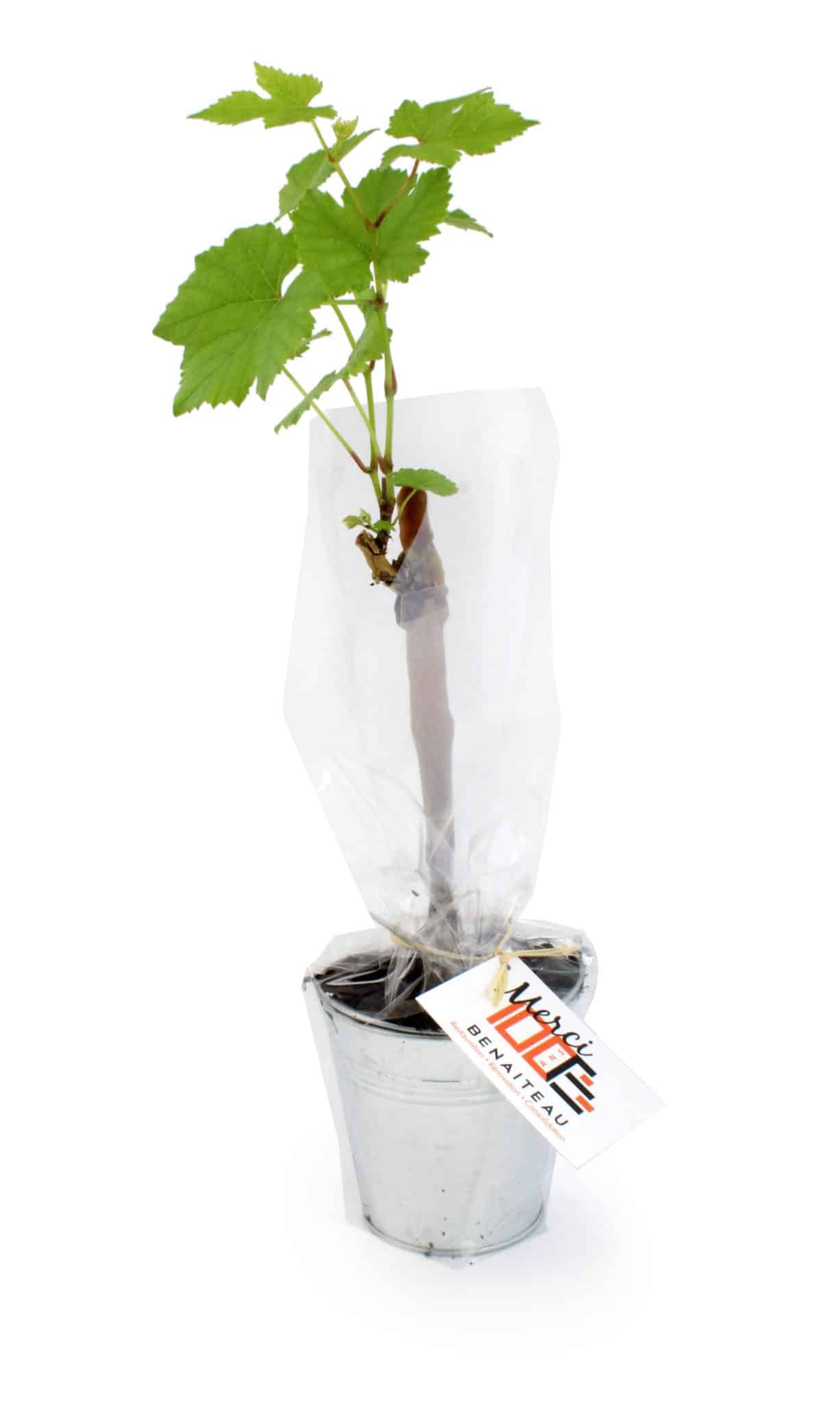 Miniature 2 pour Plant d'arbre en pot zinc - Résineux