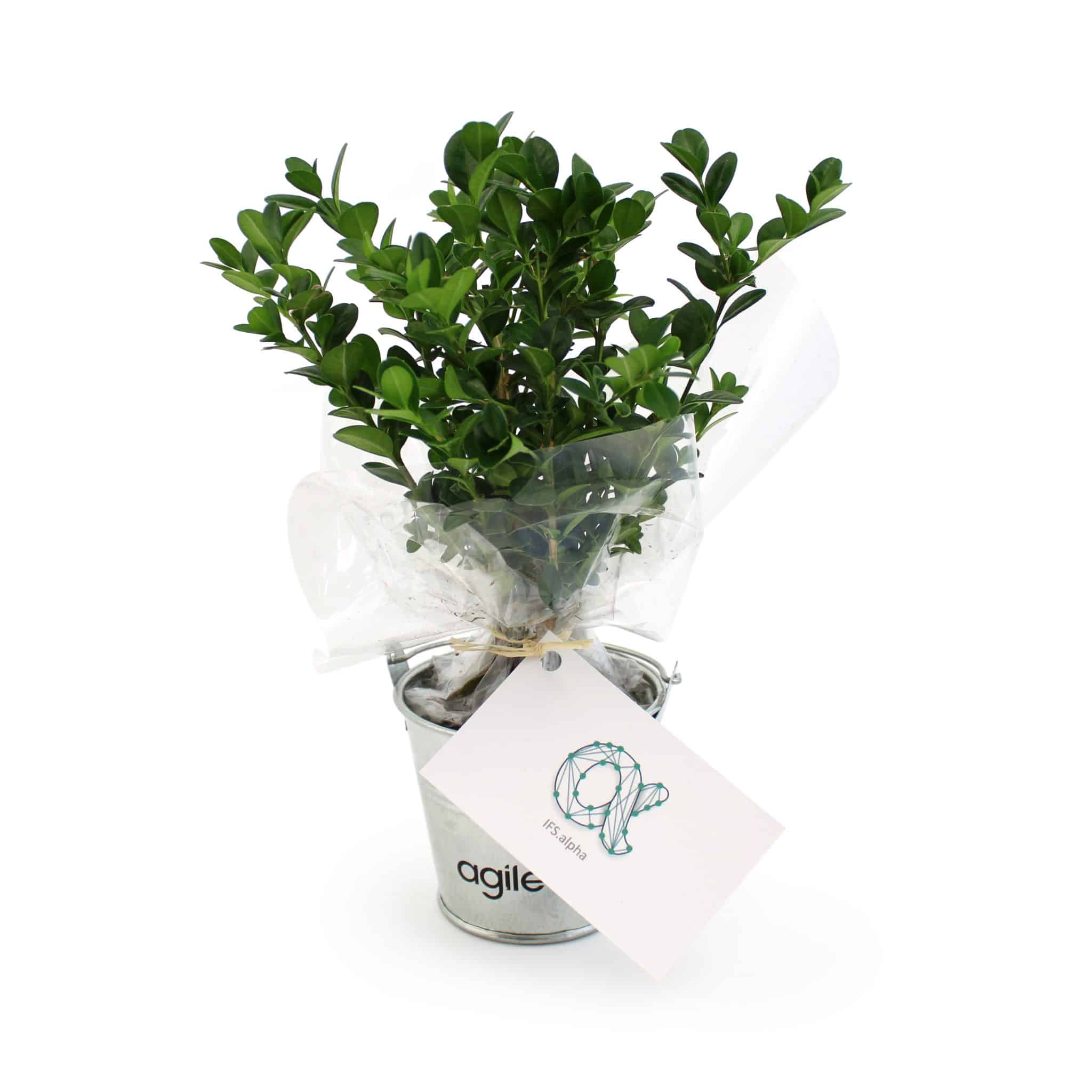 Miniature 3 pour Plant d'arbre en pot zinc - Résineux