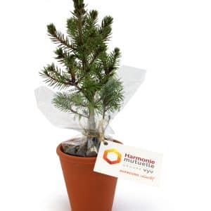 Visuel Plant d'arbre en pot terre cuite - Feuillus