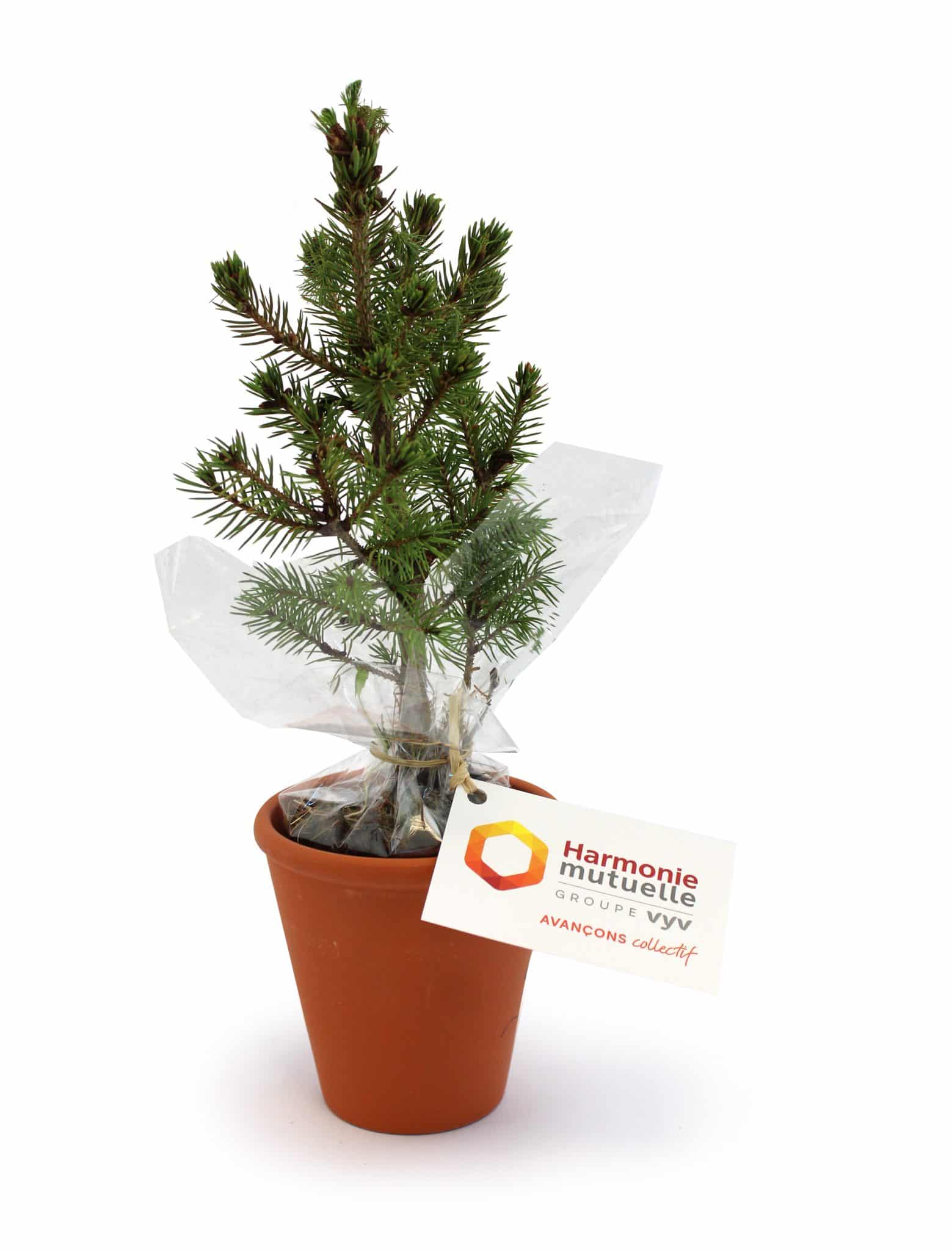 Miniature 1 pour Plant d'arbre en pot terre cuite - Feuillus