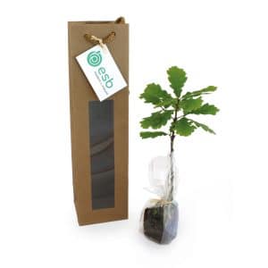 Visuel Plant d'arbre en sac kraft black collection- Prestige