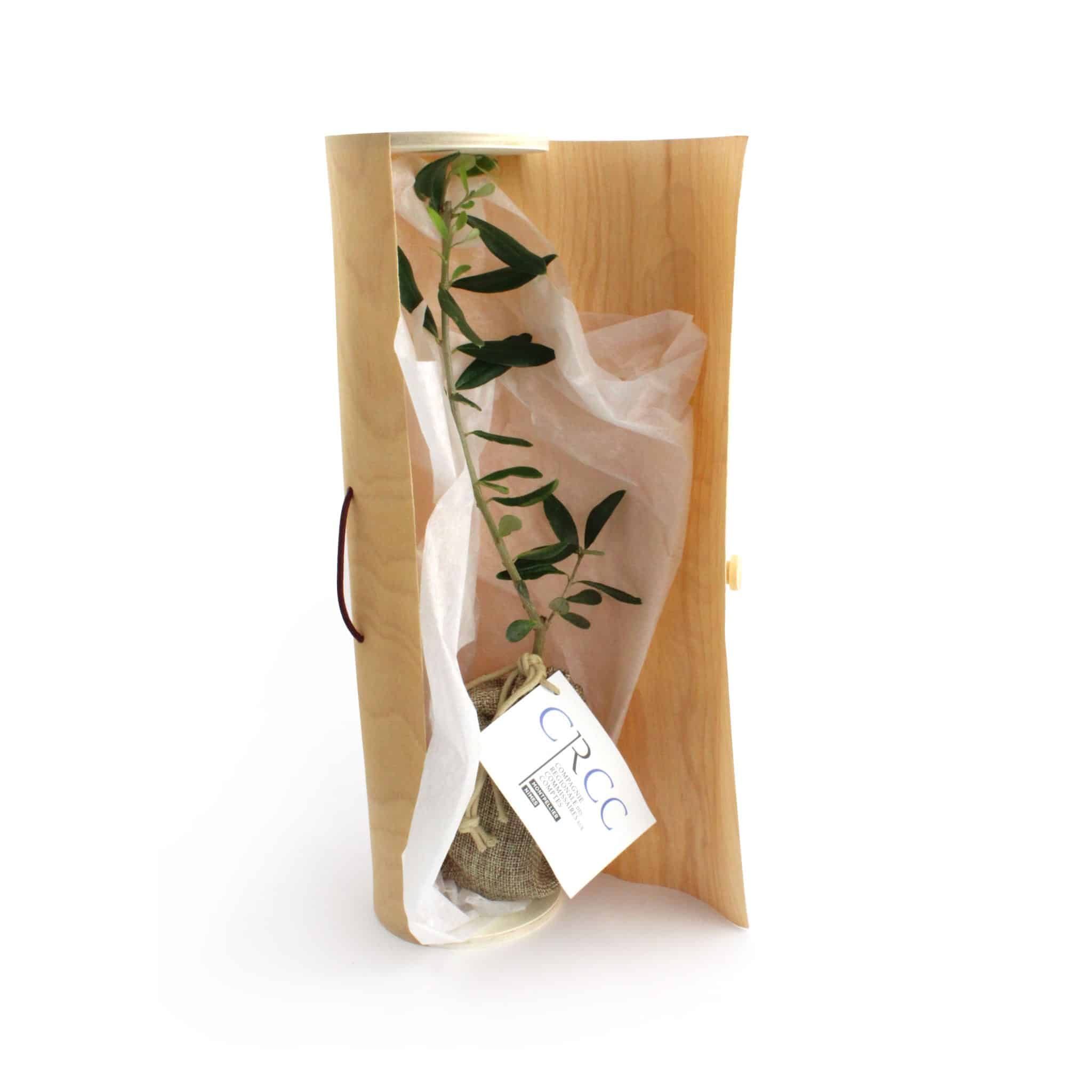 Miniature 1 pour Le plant d'arbre en tube bois - Prestige