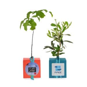 Visuel Le Cube Arbre