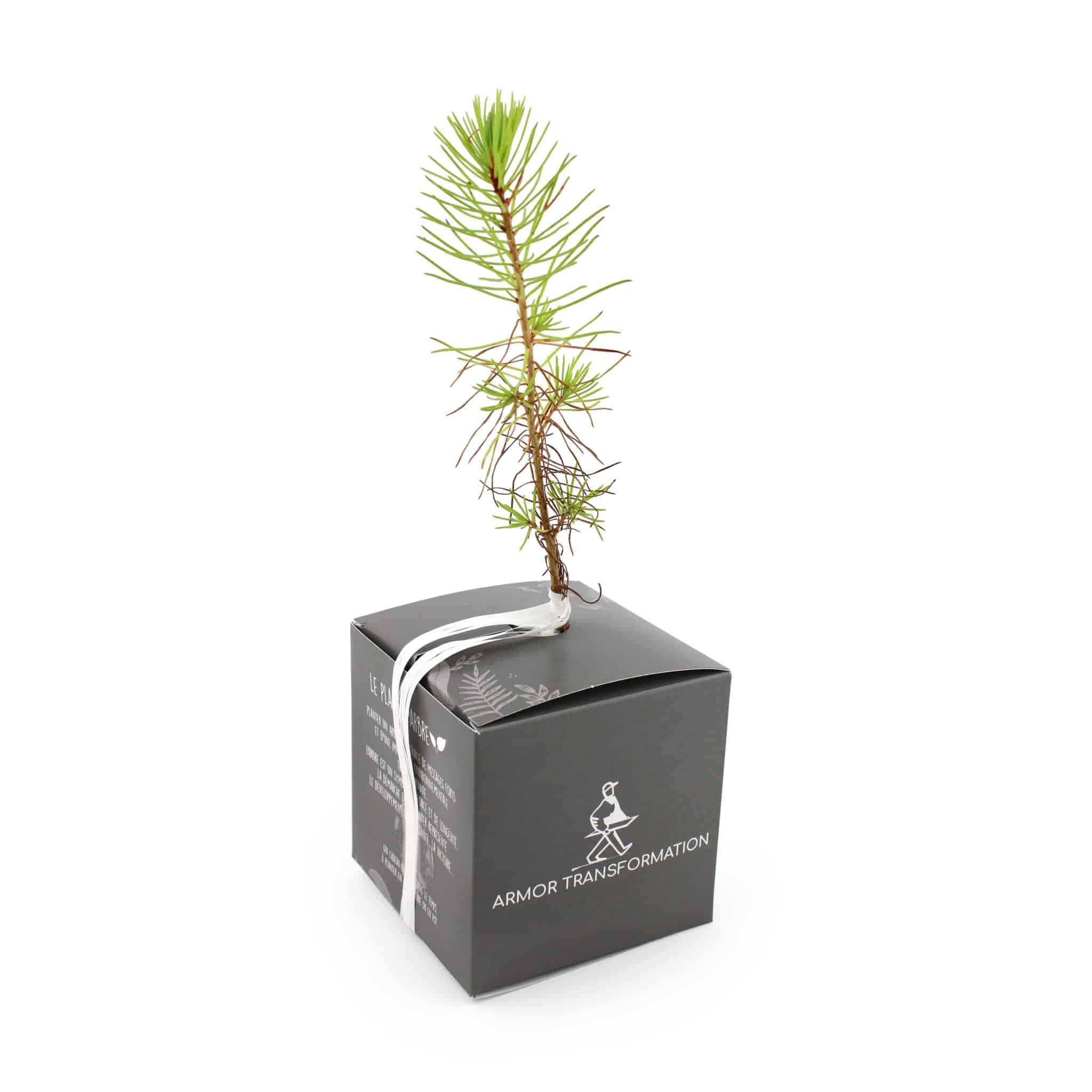 Miniature 2 pour Le Cube Arbre Standard