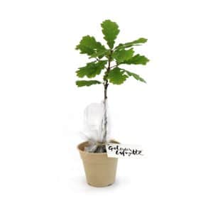 Visuel Plant d'arbre en pot Fibre de Bambou 10 cm -Prestige