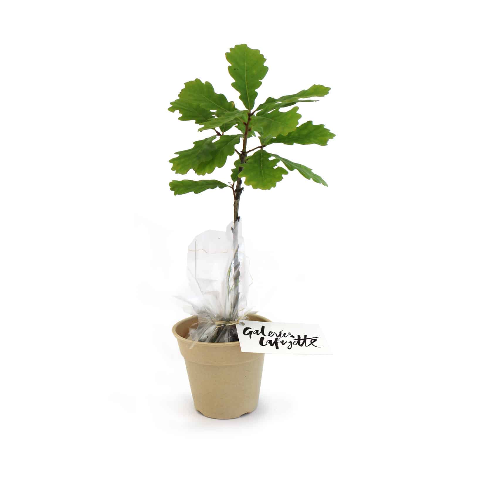 Le plant d'arbre en tube bois à personnaliser - Prestige