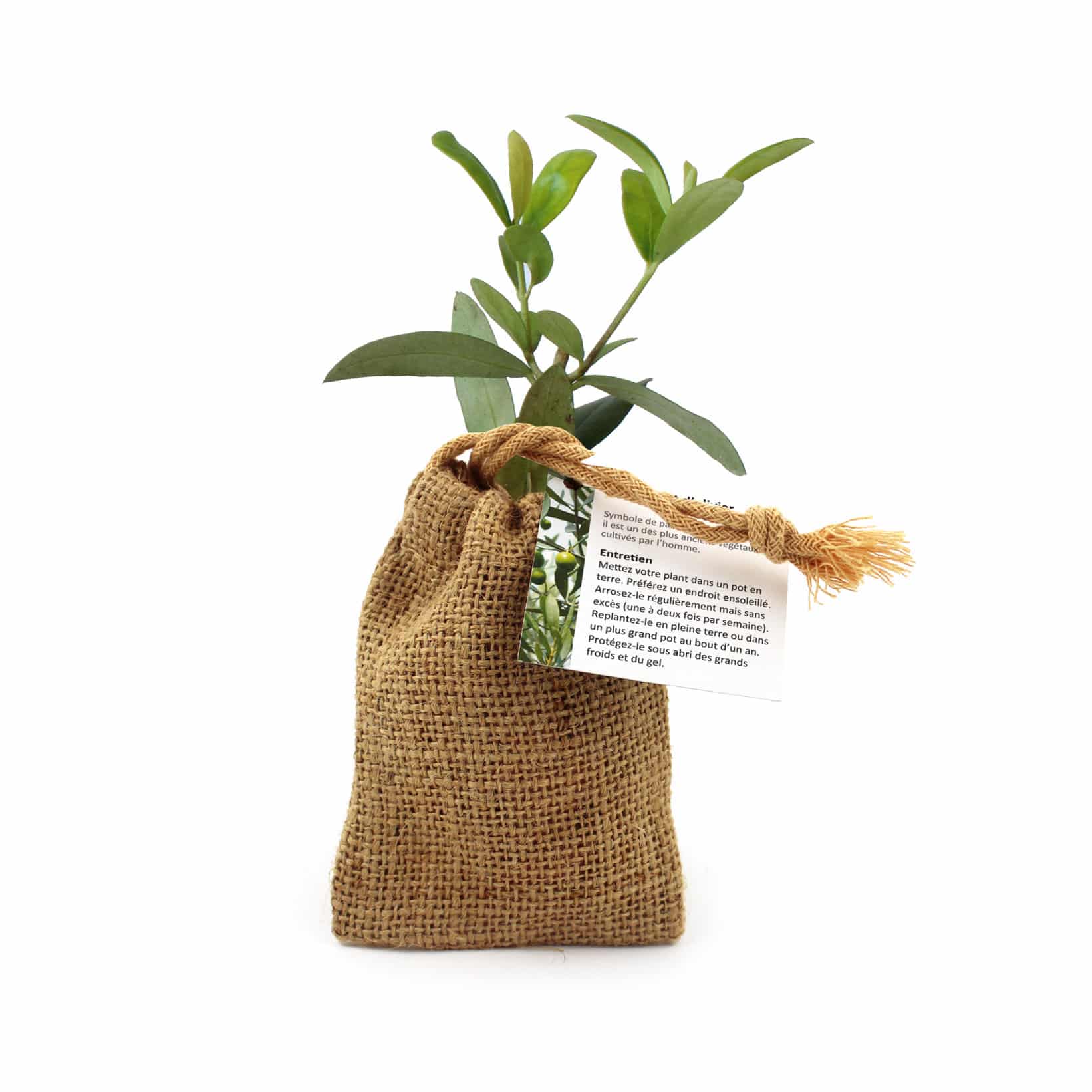 Miniature 1 pour Mini Olivier en pochon jute
