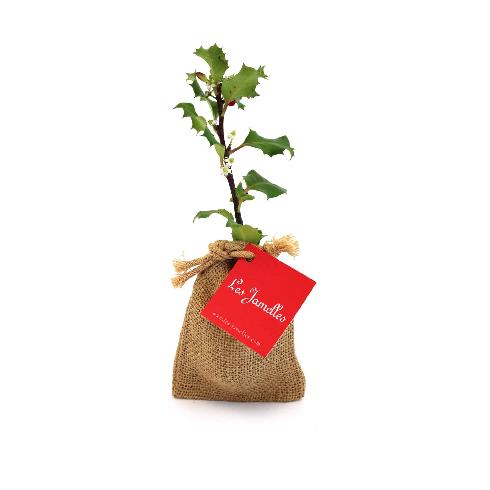 Miniature 2 pour Mini Olivier en pochon jute