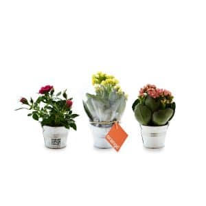 Visuel Mini plante en pot zinc