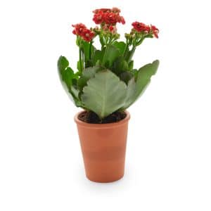 Visuel Mini plante fleurie en pot terre cuite