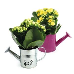 Visuel Arrosoir en zinc avec mini plante fleurie