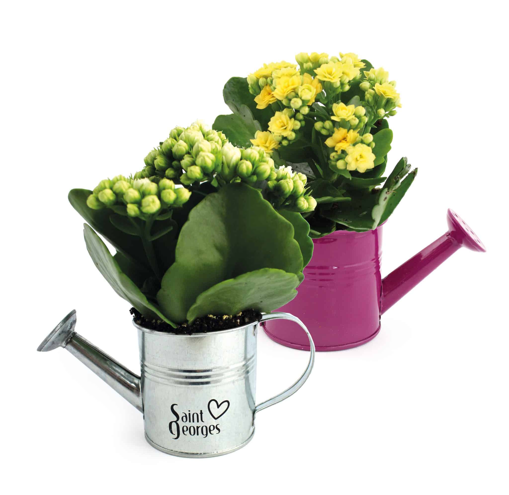 Miniature 1 pour Arrosoir en zinc avec mini plante fleurie