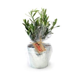 Visuel Olivier en pot zinc 17cm