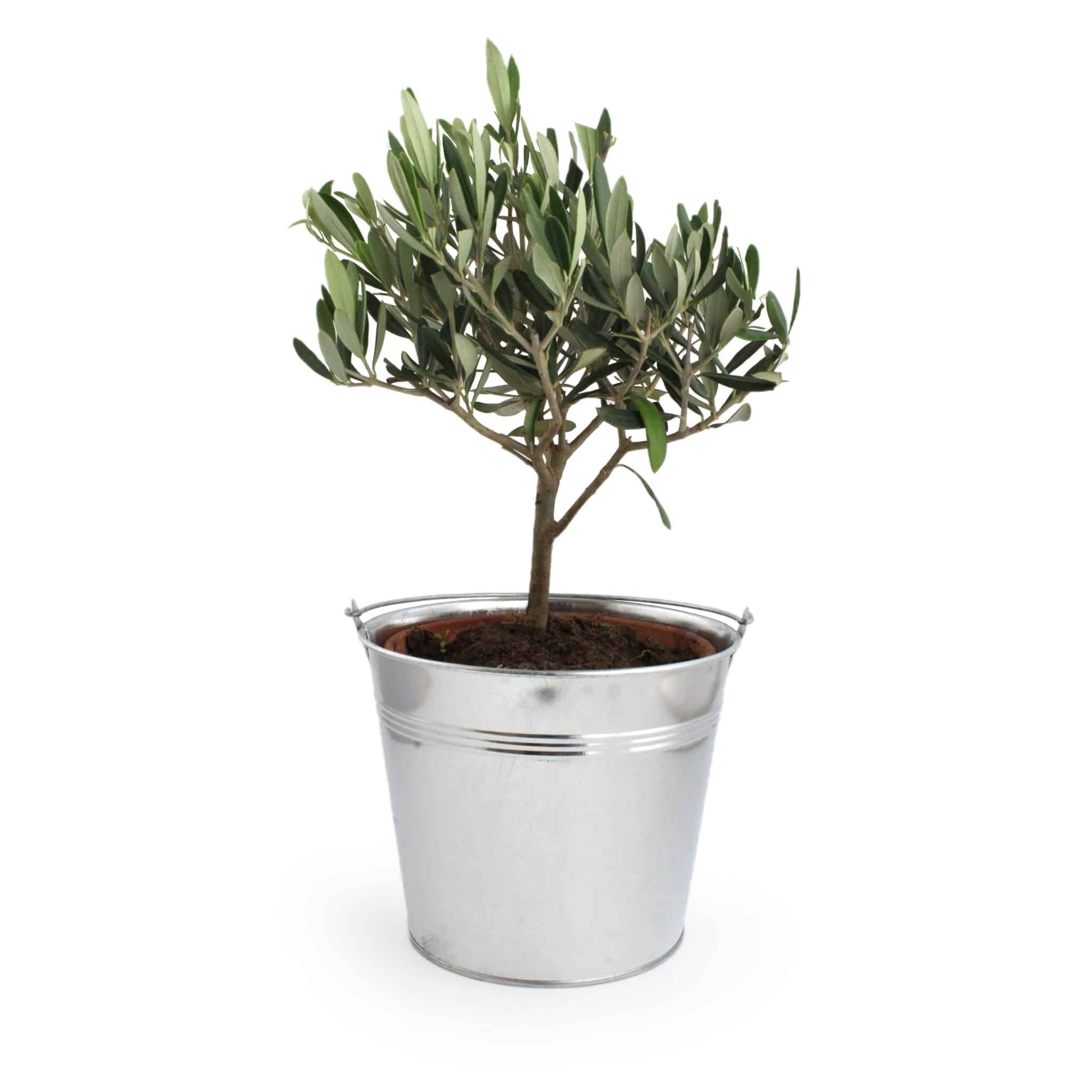 Miniature 3 pour Olivier en pot zinc 17cm